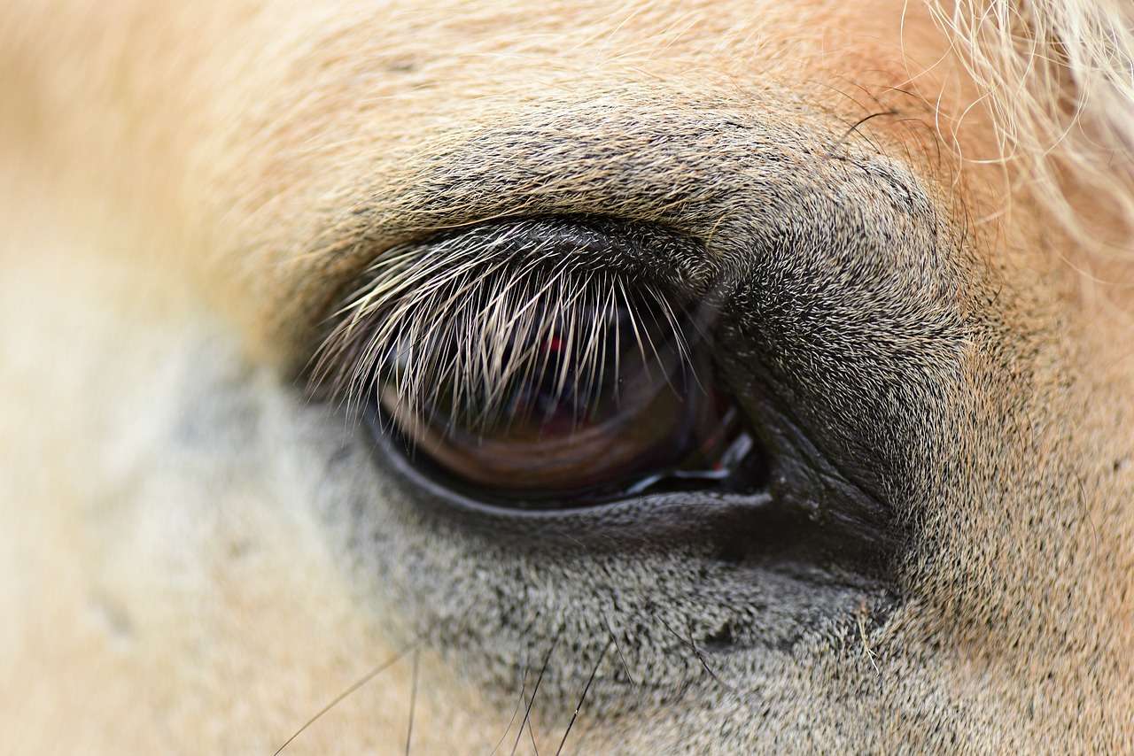 Fascinating facts about horses a horses eye