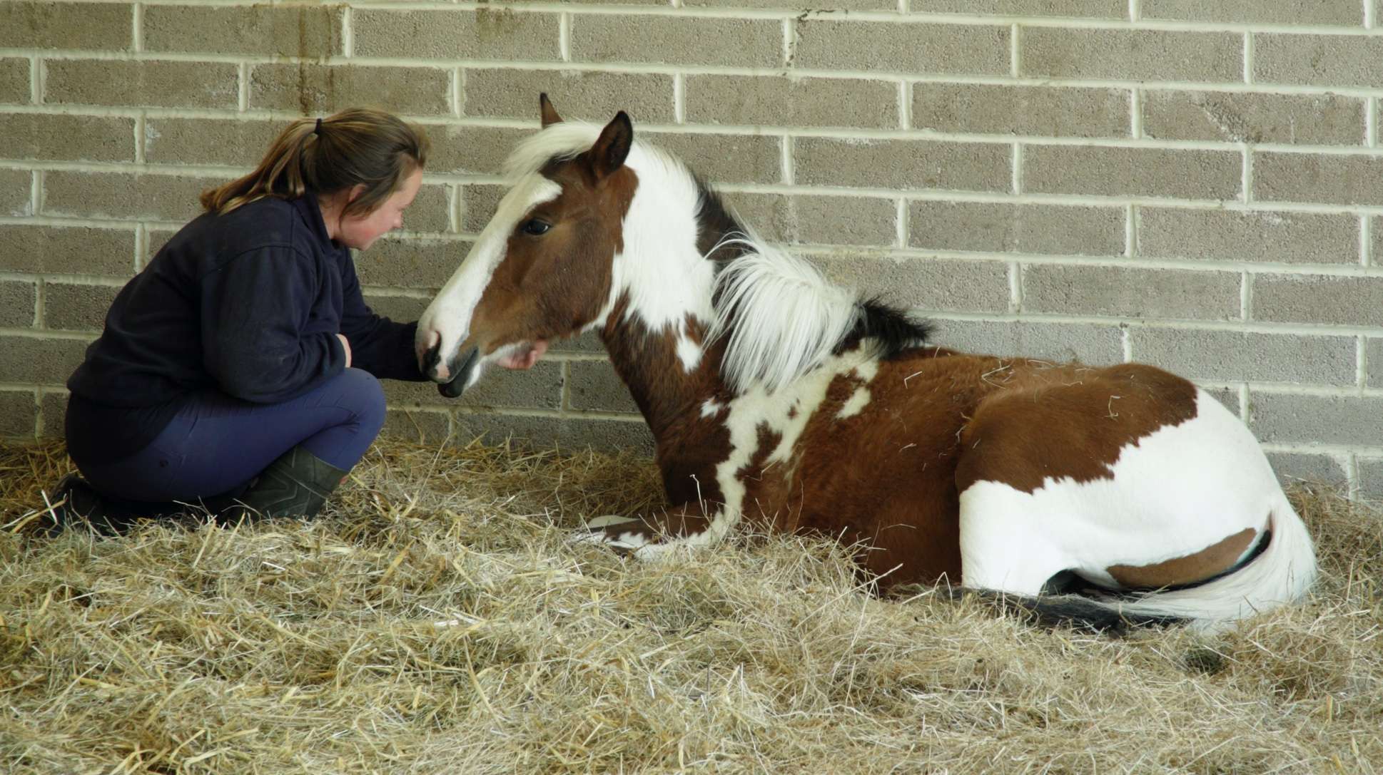 Image of foal resting in the stable, abuser Sean McWhinnie has received a lifetime ban on keeping all animals