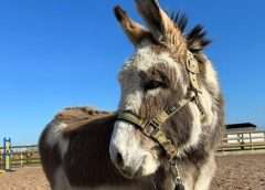 Lonely donkey Benny