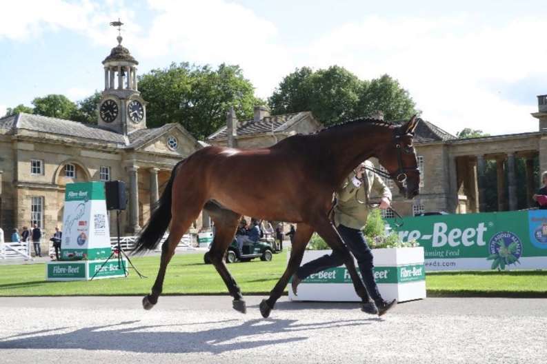 BRITISH HORSE FEEDS CONTINUES THEIR SPONSORSHIP OF THE TROT UP AND MORE AT BRAMHAM INTERNATIONAL HORSE TRIALS (6TH – 11TH JUNE 2023)