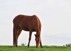 Equine Gastric Ulcer Syndrome explained, image of a horse grazing