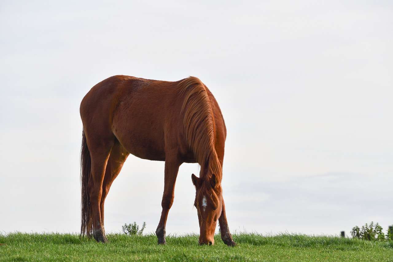 Equine Gastric Ulcer Syndrome explained, image of a horse grazing