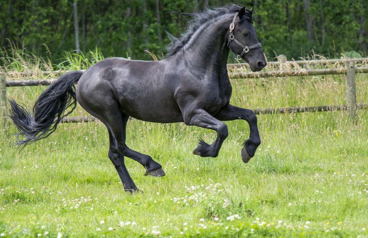 Friesian Horse: Breed focus - galloping through the field