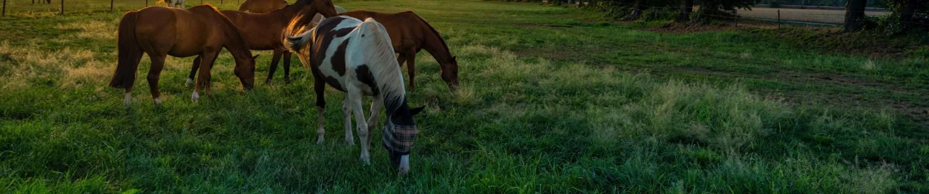 5 top sunscreens for horses