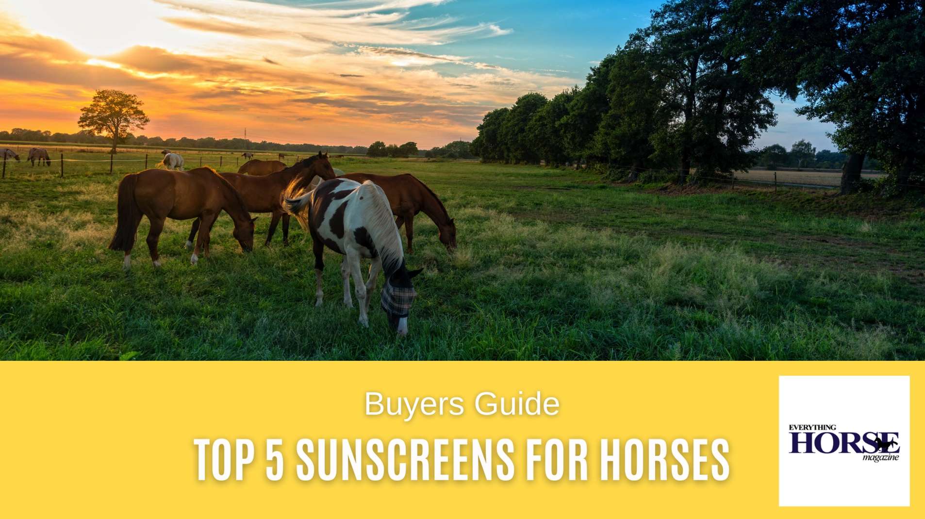 Top 5 Sunscreens For Horses
