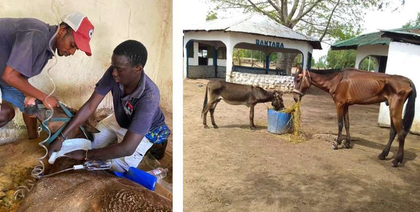 Food crisis west Africa is causing equine loss of life