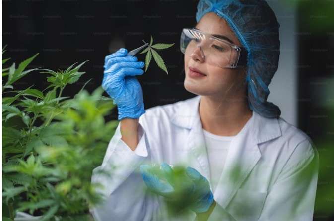 CBD in plant form image of scientist looking closely at the leaf