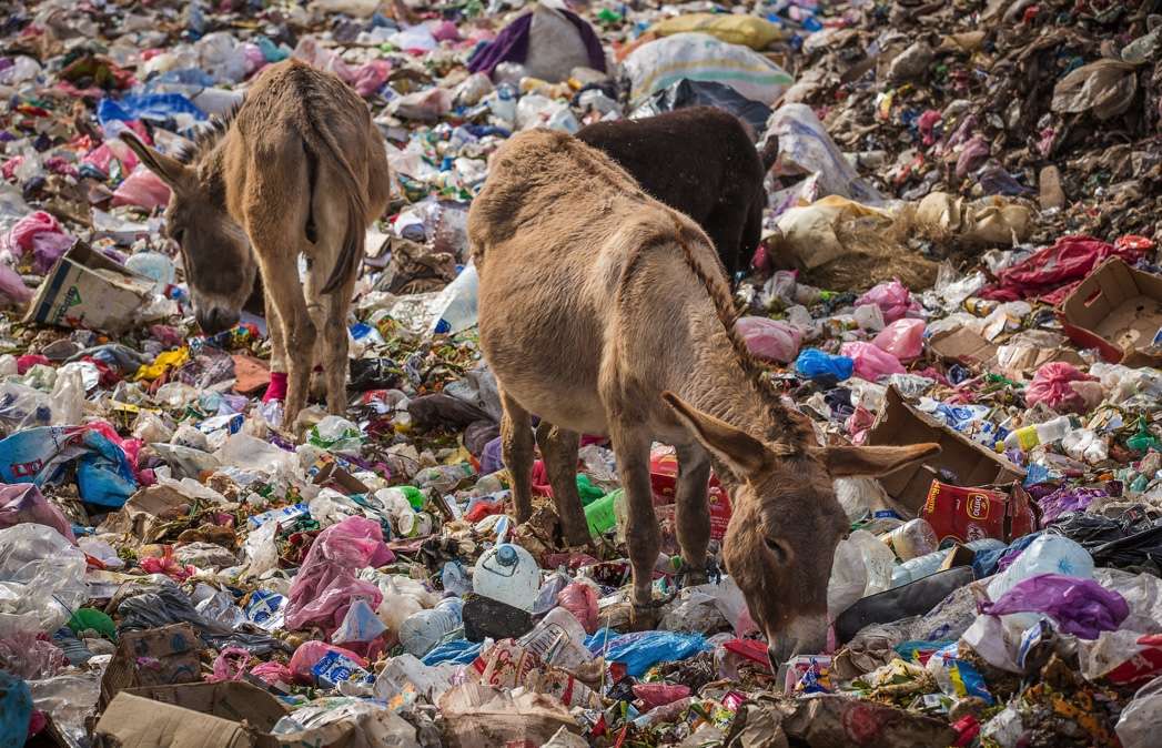 Two donkeys grazing through plastic waste which impacts on plastic polution