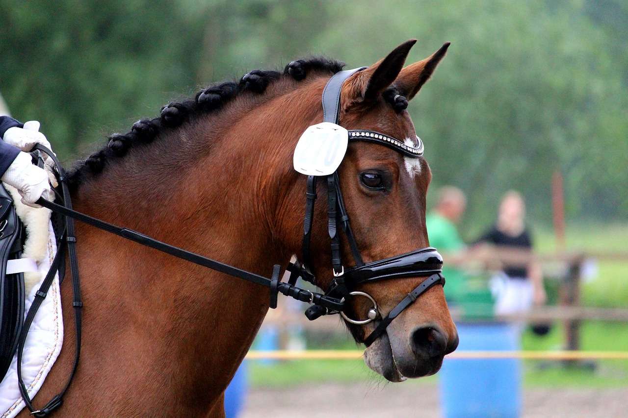 a bay horse with a bridle on and a plaited mane to represent the importance of hydration in the summer