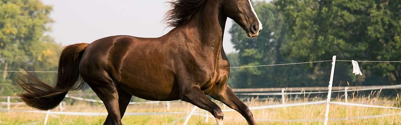 Joint supplements for older horses will help aid movement. Image of horse cantering through a field