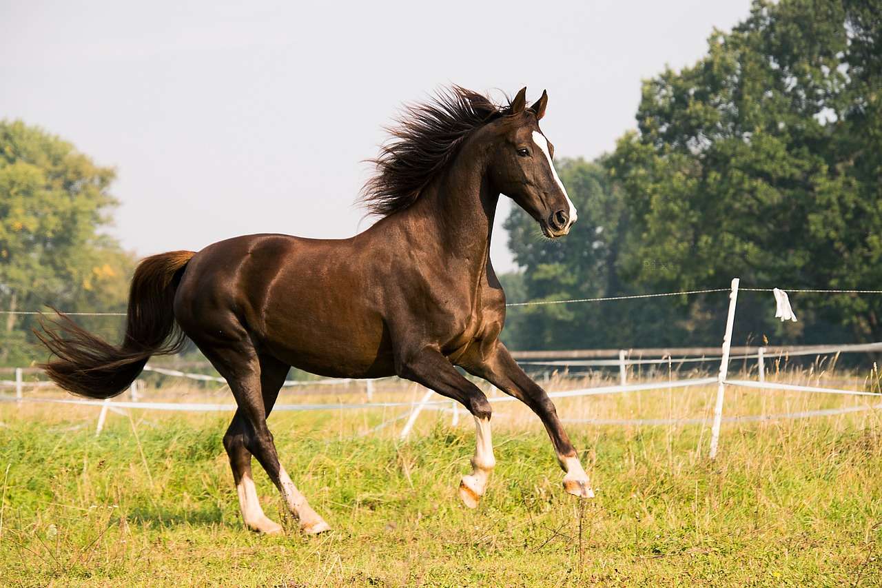 Joint supplements for older horses will help aid movement. Image of horse cantering through a field