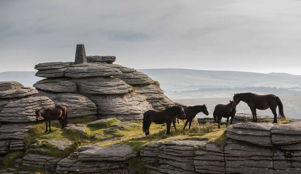 Dartmoor native ponies