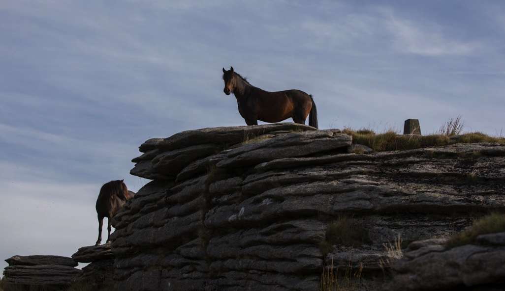 Dartmoor native ponies stood on rocks with a clear blue sky in the background