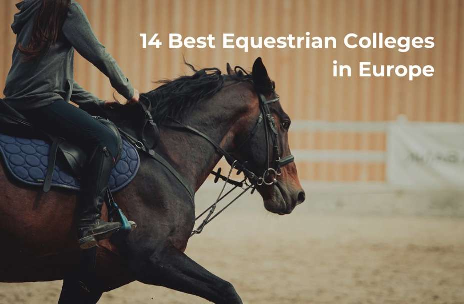 14 best equestrian college