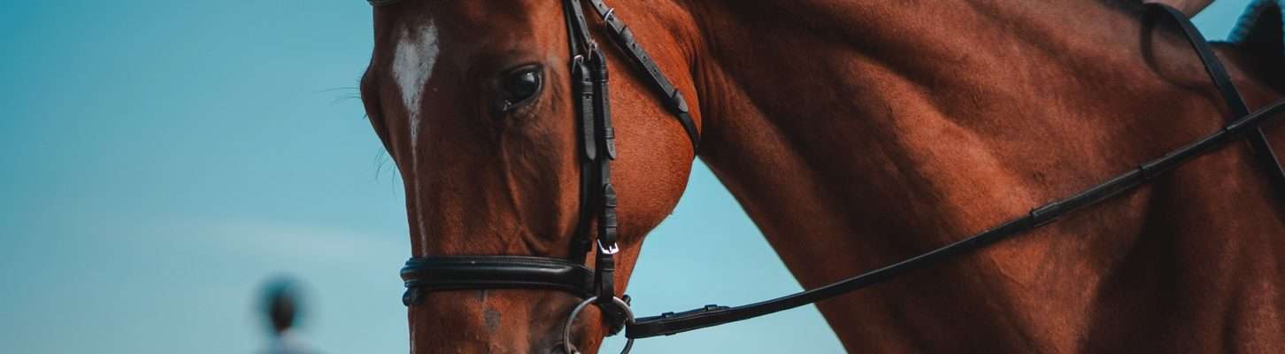 Schooling exercises for your horse image of a horse being ridden in a snaffle bridle
