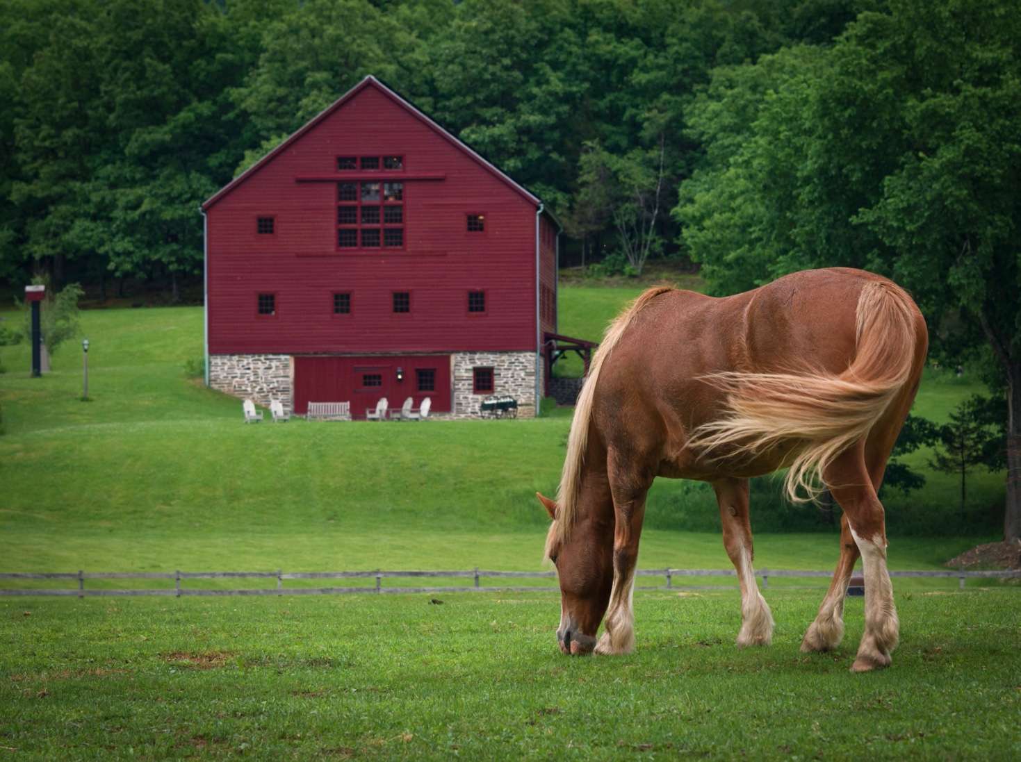 Horse grazing with a red horse barn in the distance