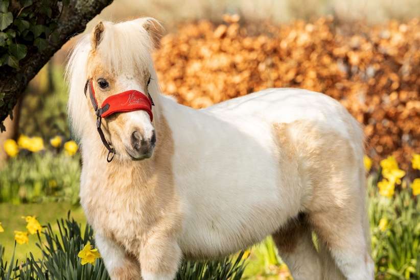 LeMieux and World Horse Welfare strengthen partnership. Shetland pony wears LeMieux headcollar in orange