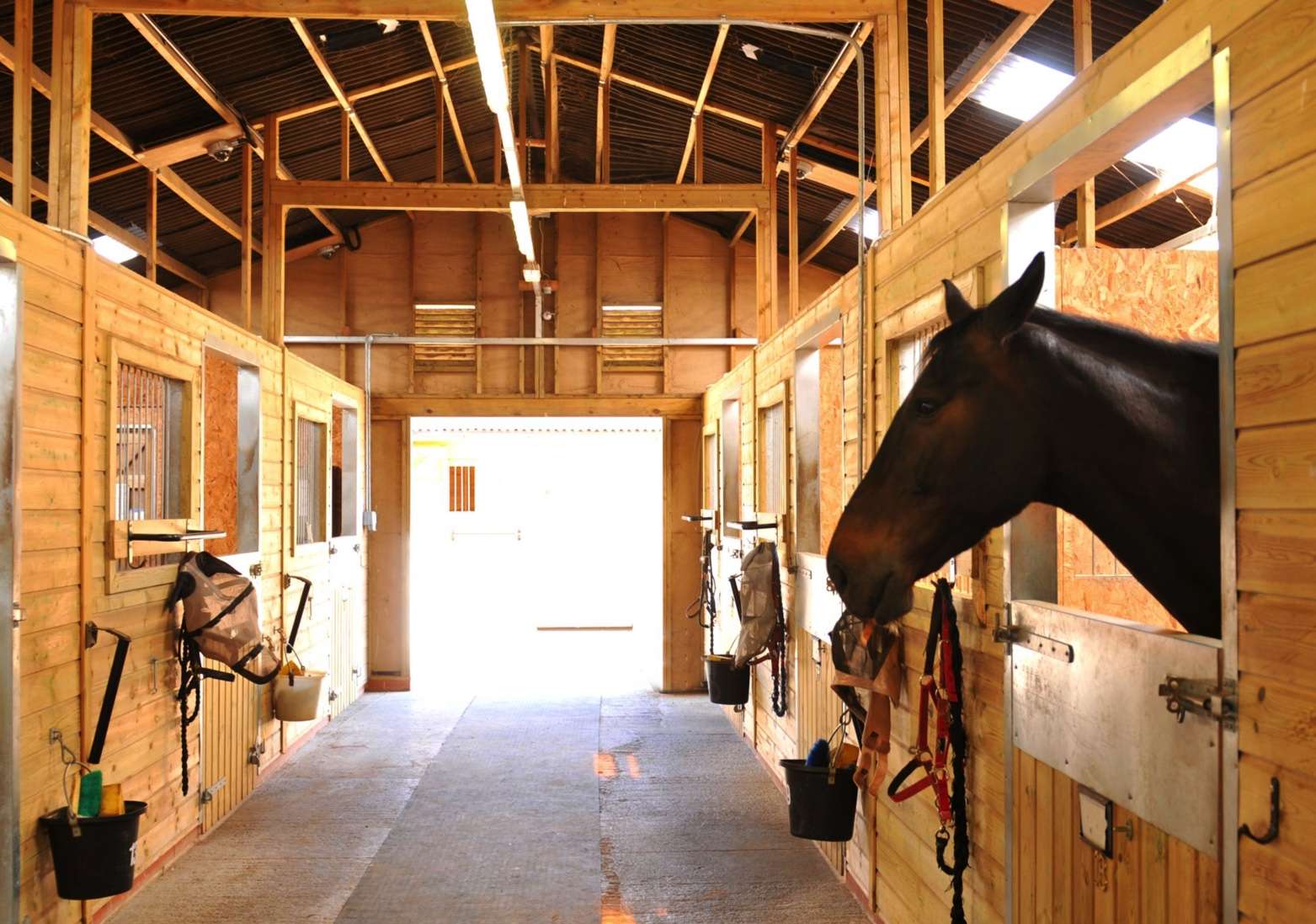 indoor view of a horse. barn with a horse's head out of his stable door