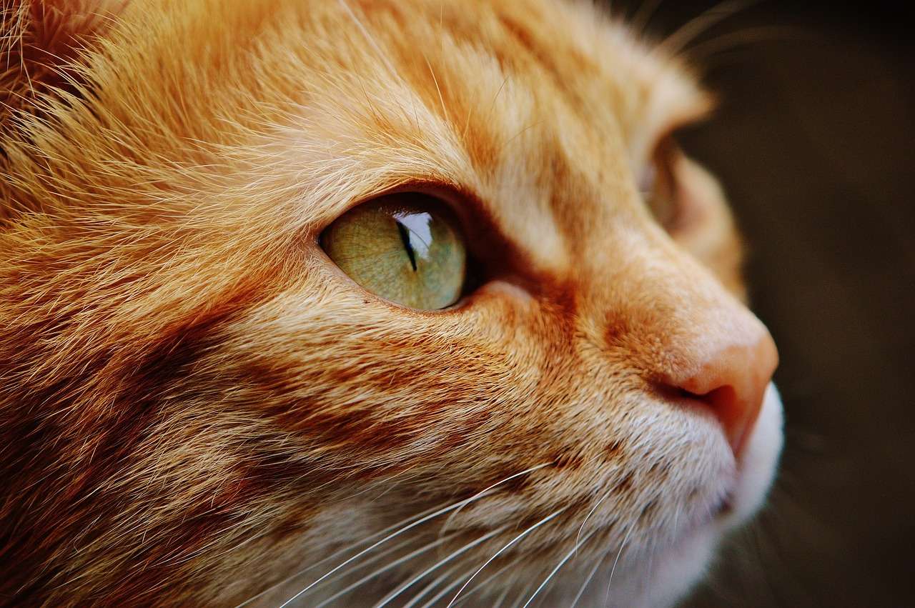 5 Ways to Keep Your Cat Happy and Thriving on International Cat Day