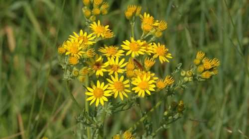 Common Ragwort for Ragwort Poisoning in Horses article on Everything Horse