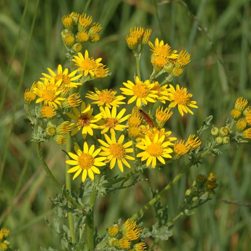 Common Ragwort for Ragwort Poisoning in Horses article on Everything Horse