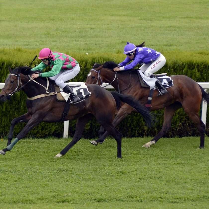 horses racing betting