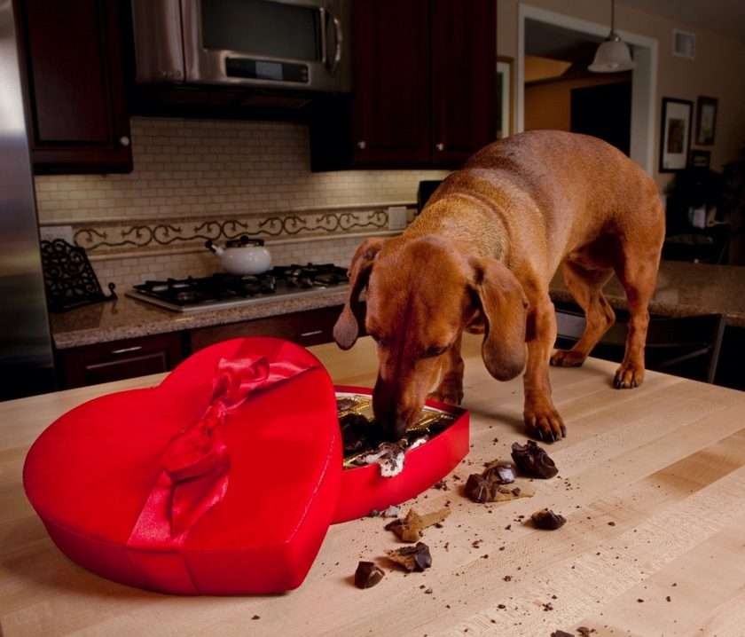 Dog eating chocolate - note, not actual chocolate