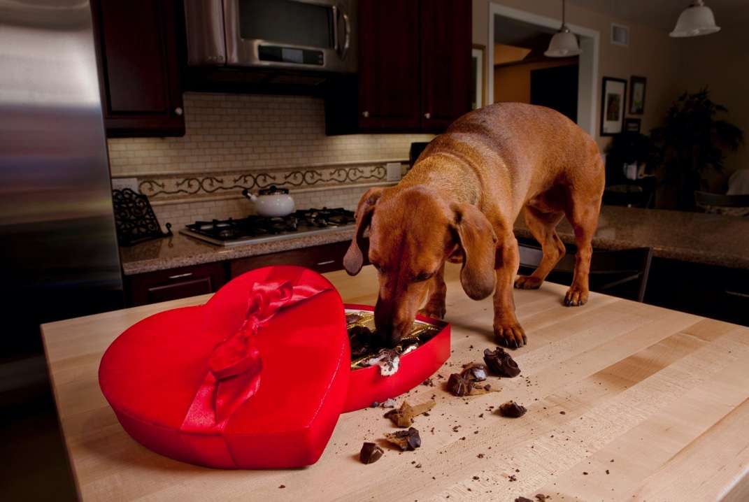 Paws Off: Understanding why chocolate creates a risk for dogs