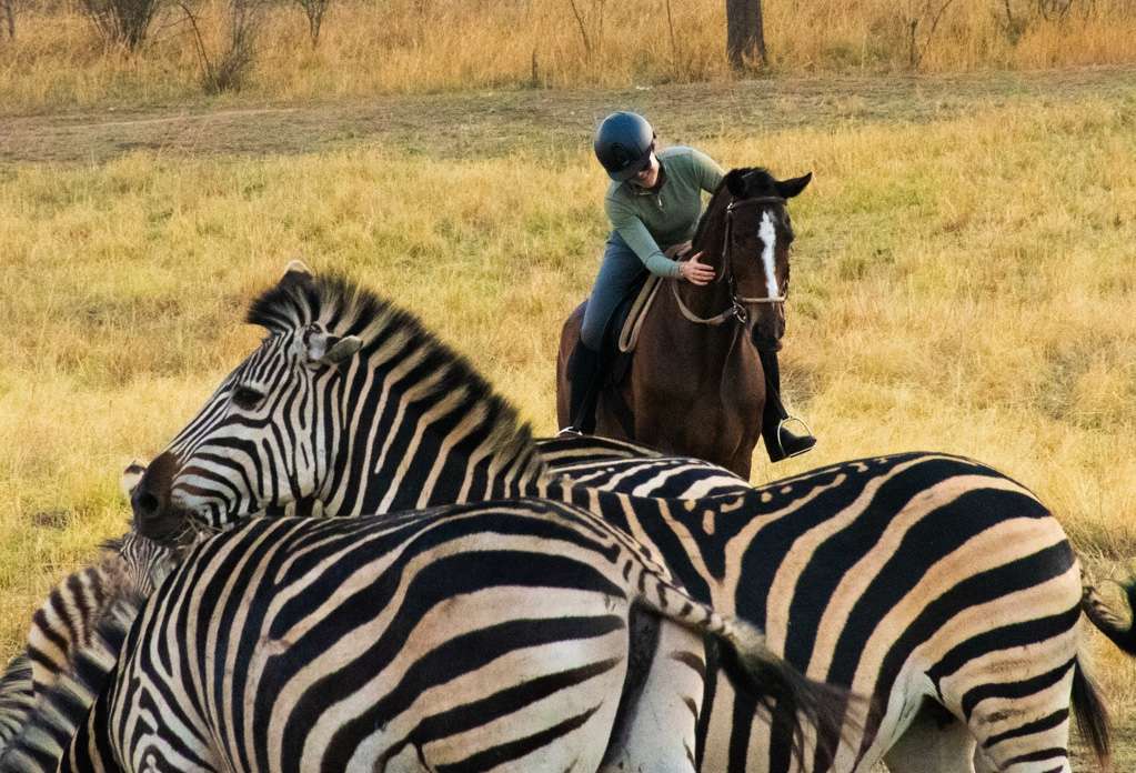 How to Train a Young Horse for Riding Safaris
