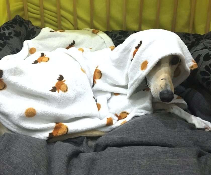 Petrified pets this bonfire night - dog under a fleece blanket