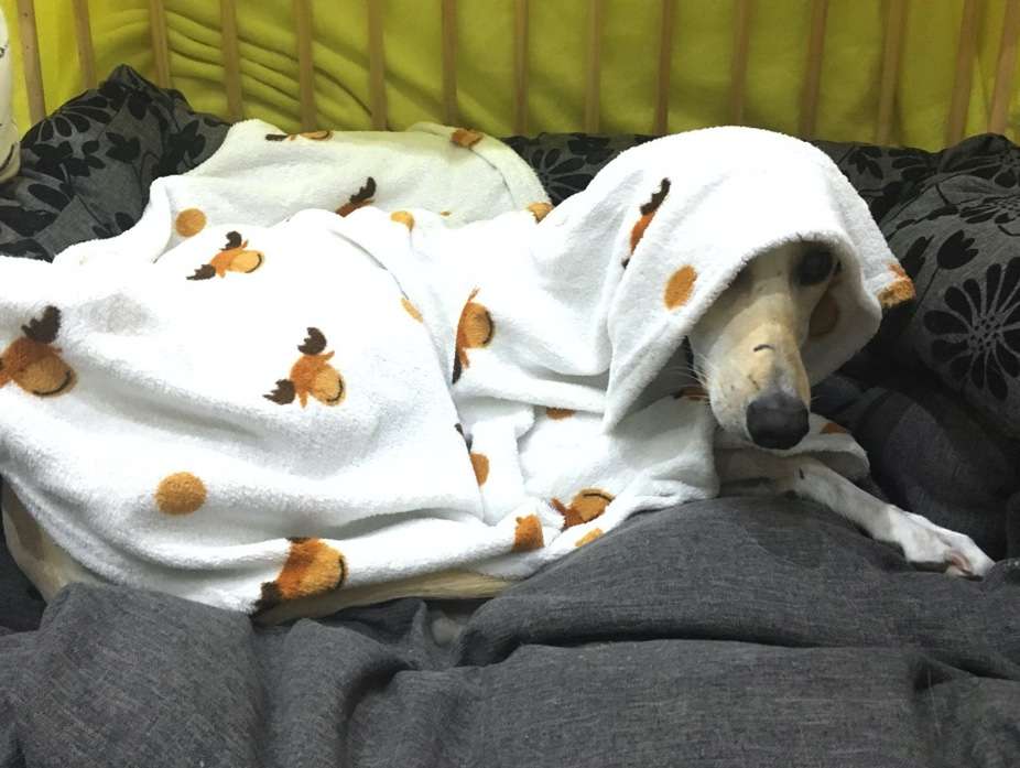 Petrified pets this bonfire night - dog under a fleece blanket