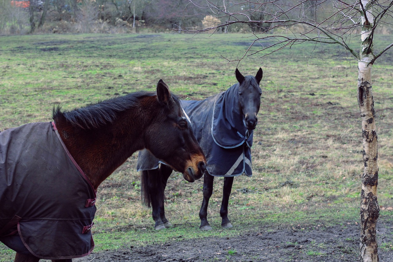 fireworks season triggers increased animal welfare warnings image of two horses stood in a field with turnout rugs on.