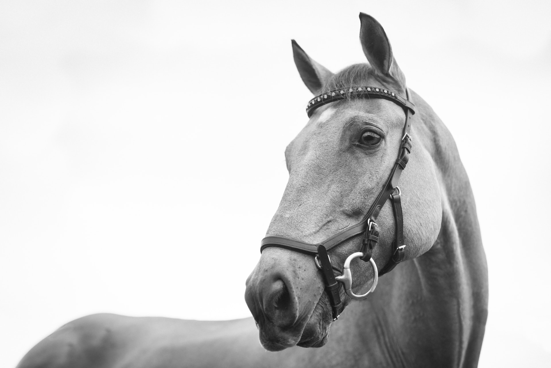 horse behavioural issues - an image of horse with a bridle on in black and white