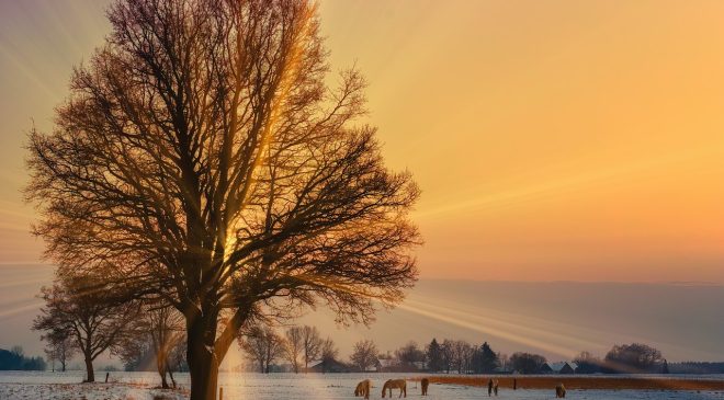 A Sustainable Future for Equestrianism imagr of horses in a field during winter with the sun shining through a tree on a frosty morning