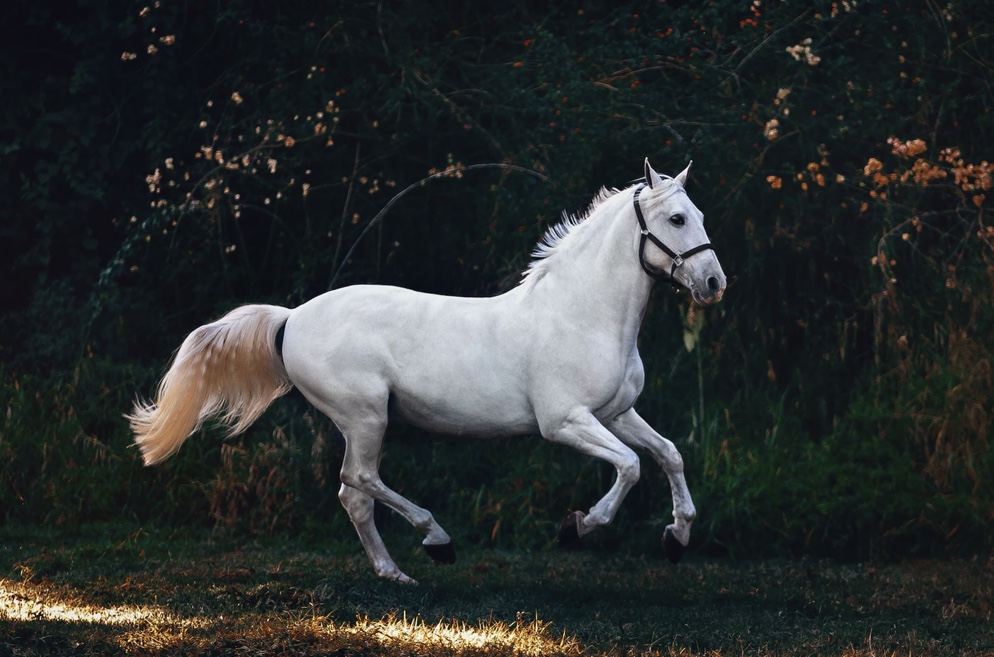 cbd for horses image of grey horse galloping