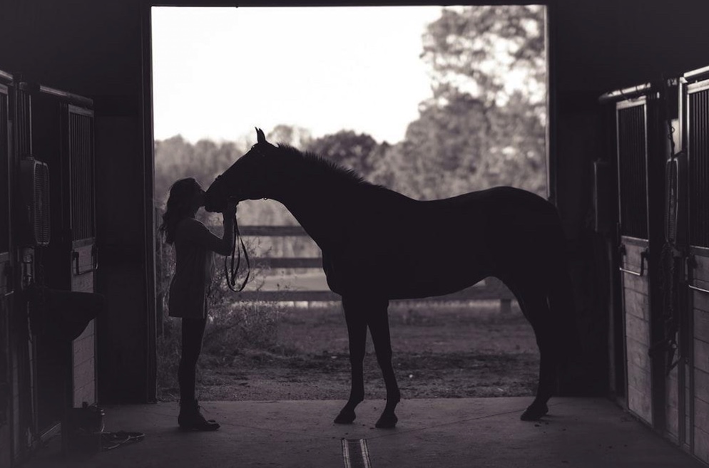5 Ideas to Help Get Your Stable Yard Organized. Image of a horse in the entrance to a stable yard.