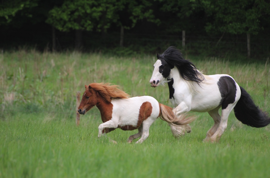 Harry Hall announces charity of the year for 2024. Two horses running through a field