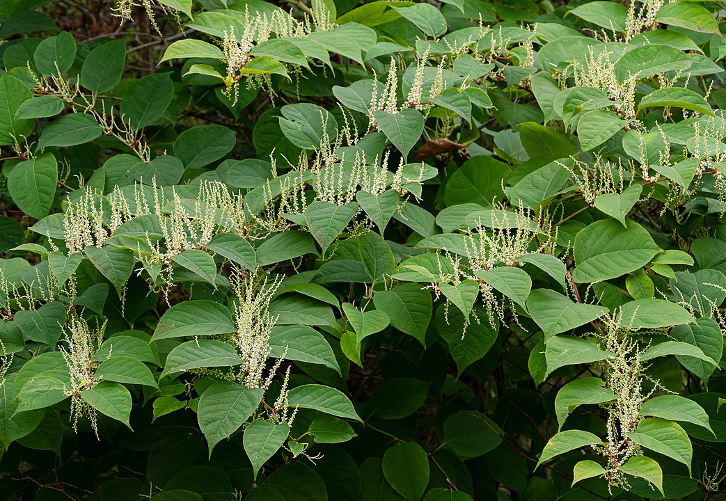 How Horses and Other Animals Can Aid Knotweed Management and Removal