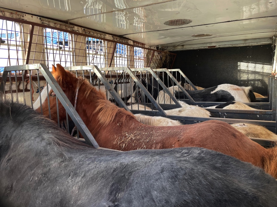 Horses Rescued from Smuggling Operation Expose Threat to Animal Welfare