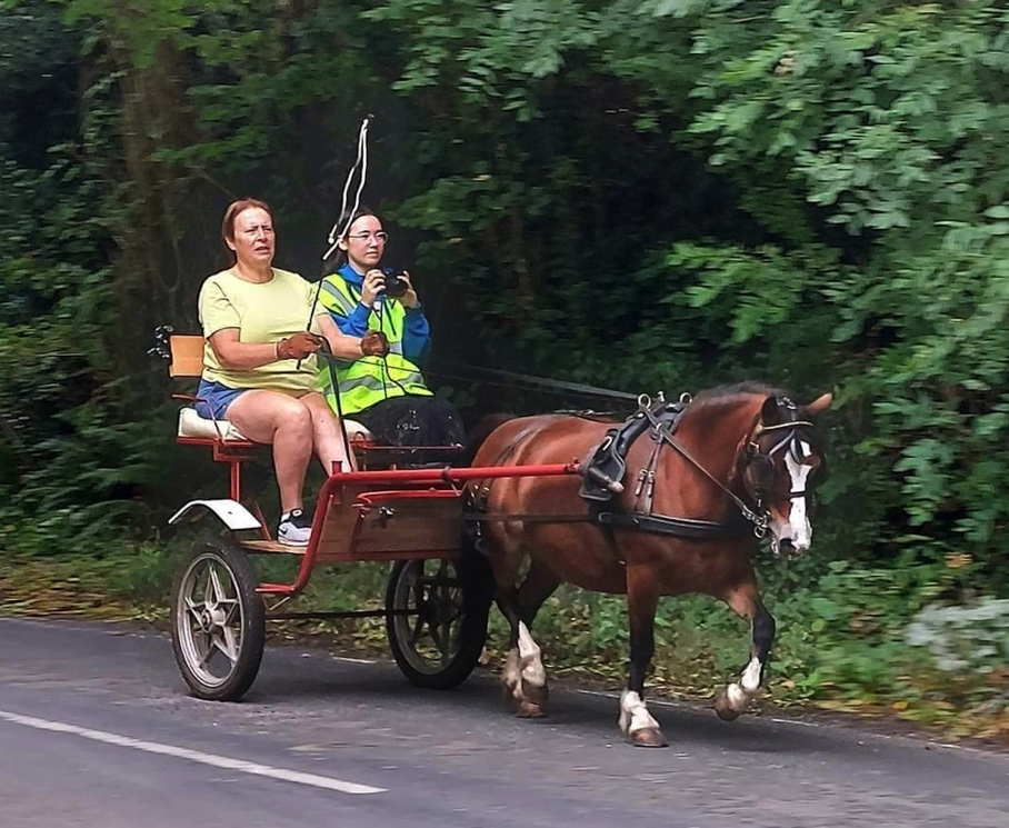 Careless Driver Causes Devastating Loss of Much Loved Pony