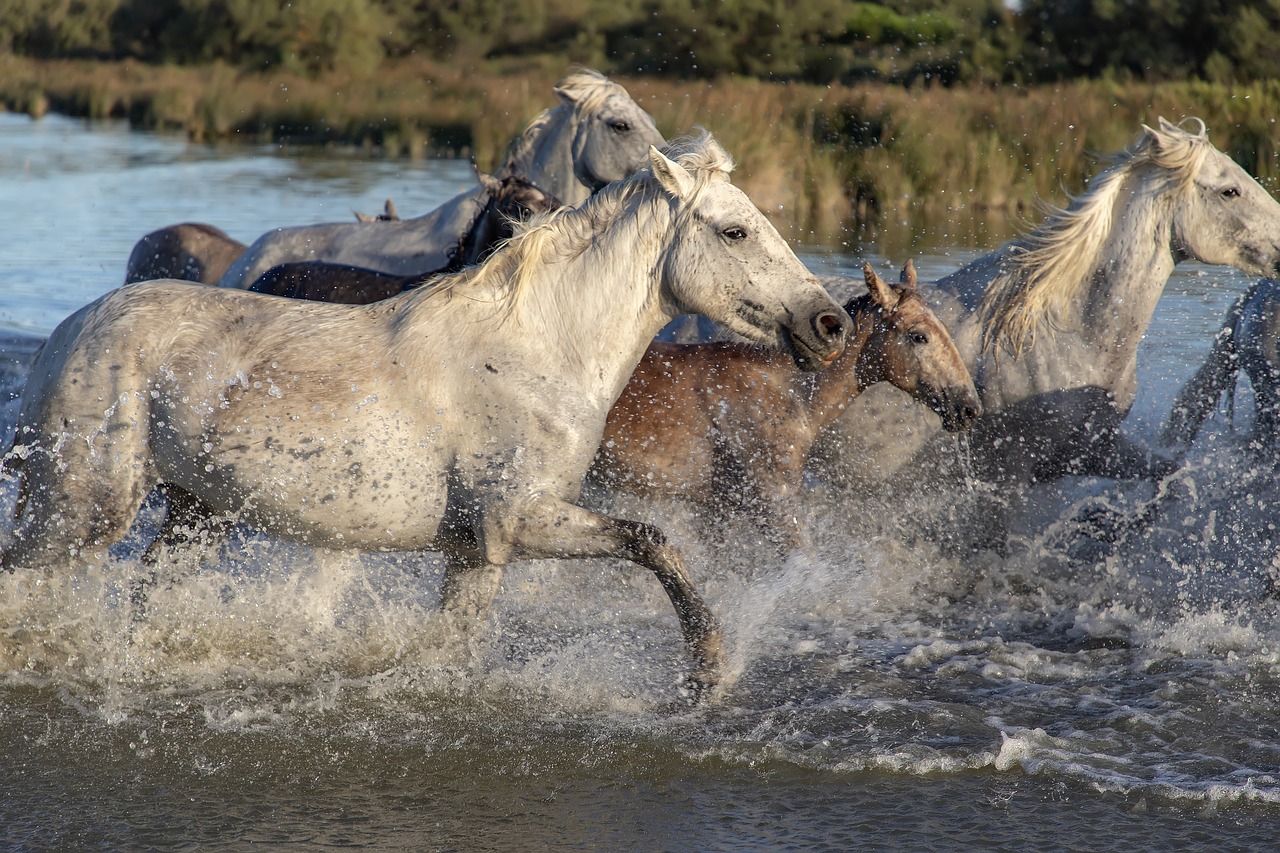 horses galloping through water - have your say at the national equine forum