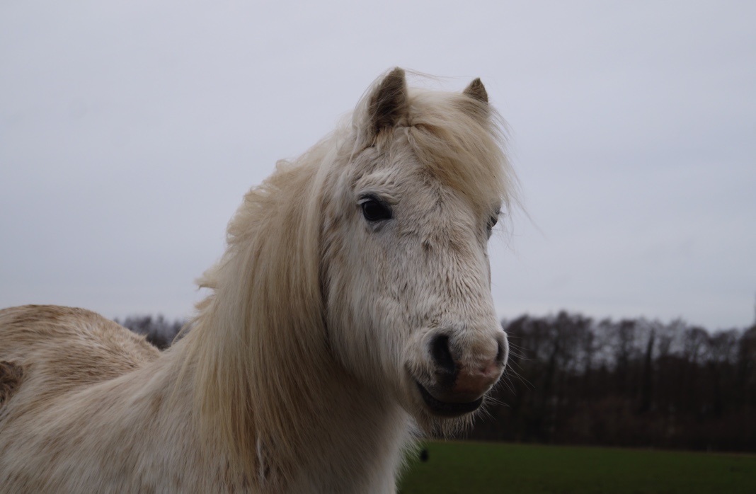 redwings say goodbye to Willow. Image of grey pony, Willow
