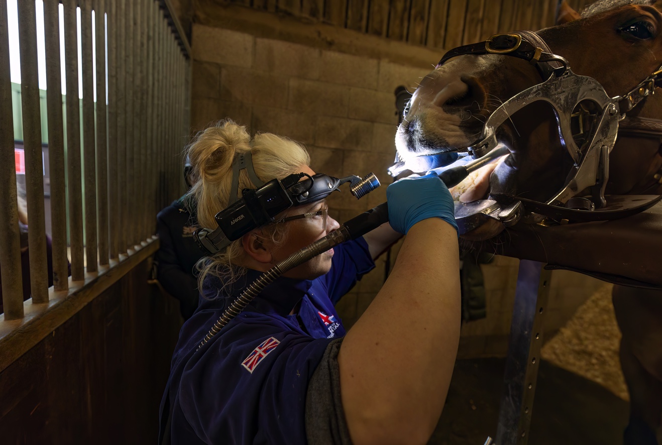 Equine Dentistry with New BSc (Hons) Equine Dental Science Degree