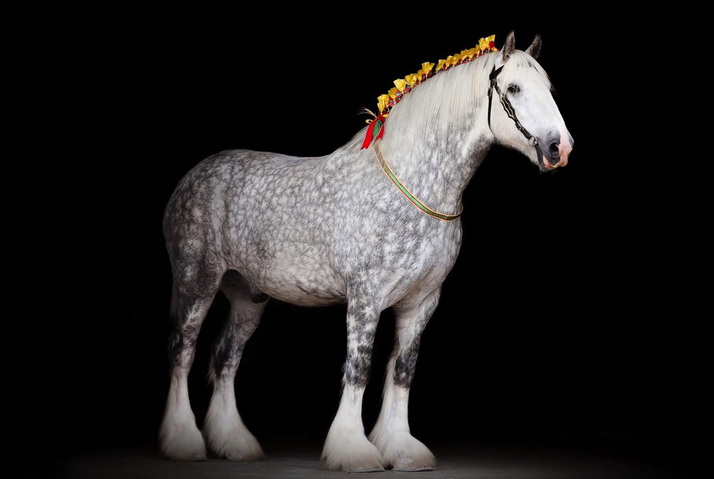 Shire Horse Mordearg Pendragon. Image credit Daydream Equine Art