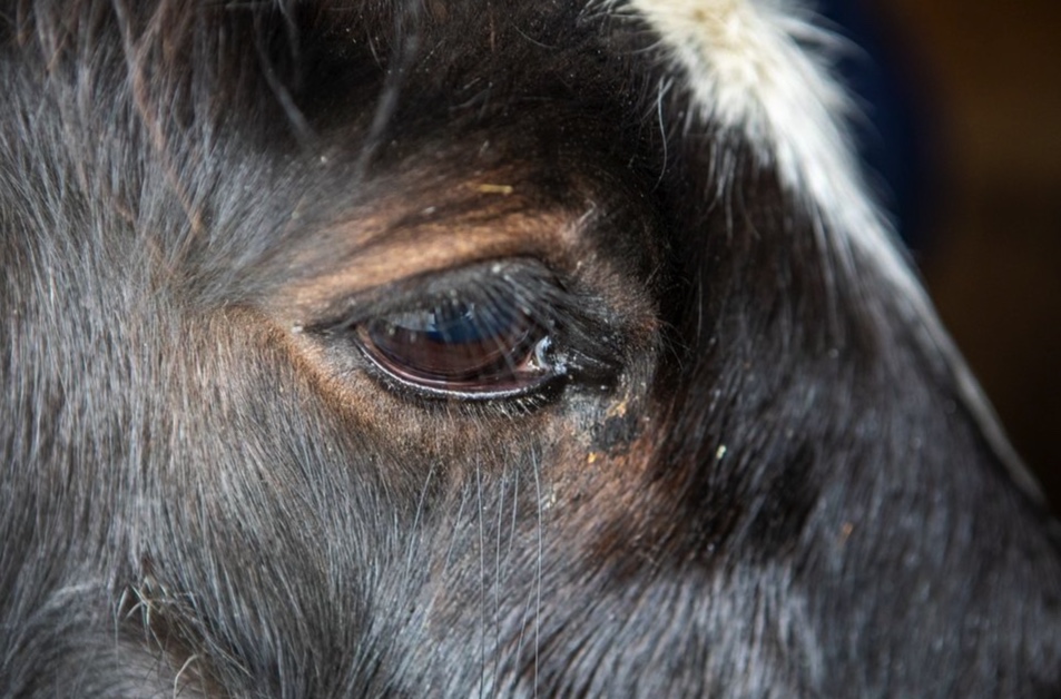 Recognising Trauma in Horses: A Neuroscience Perspective webinar
