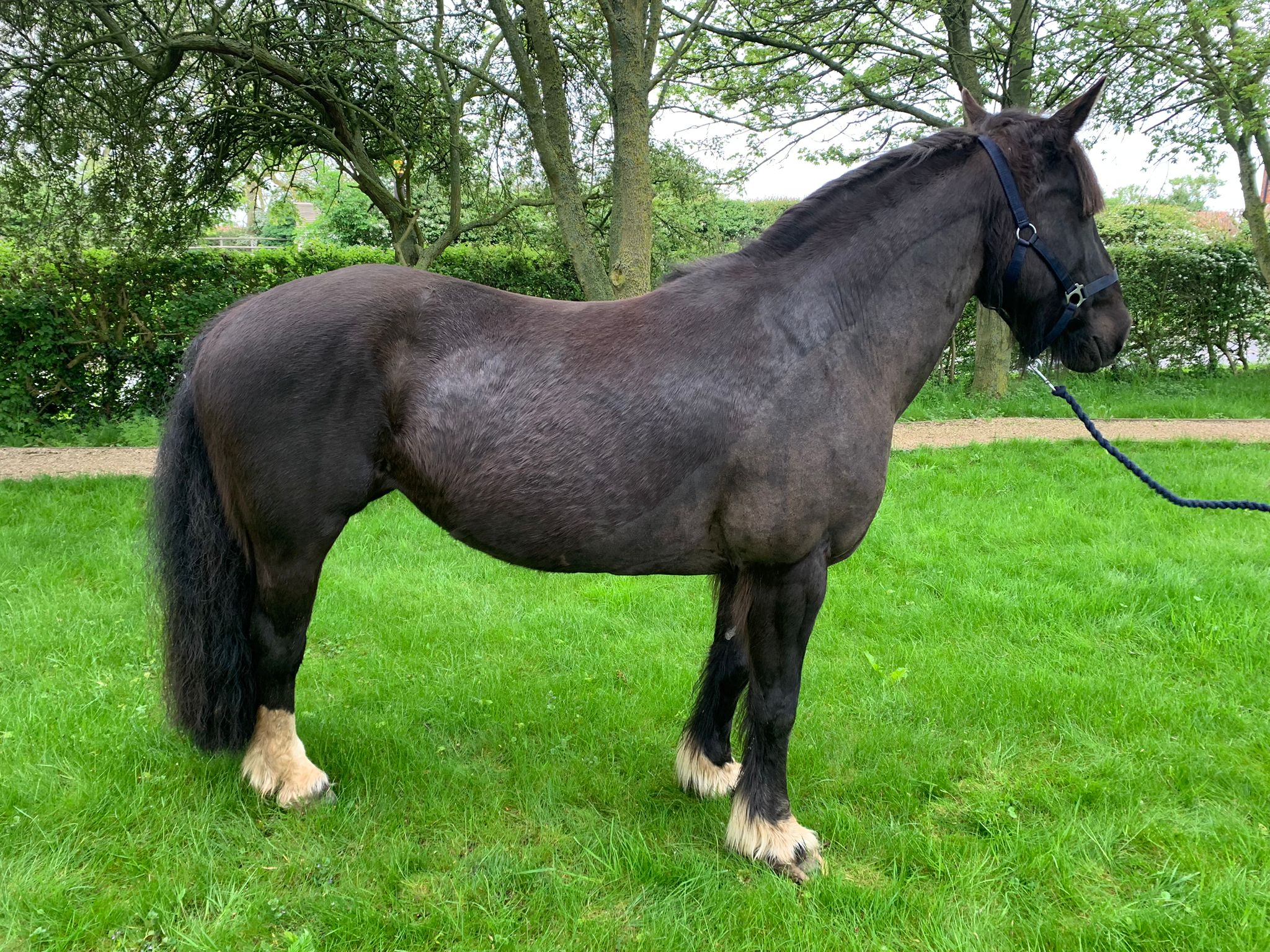 Duchess, a 15hh black mare