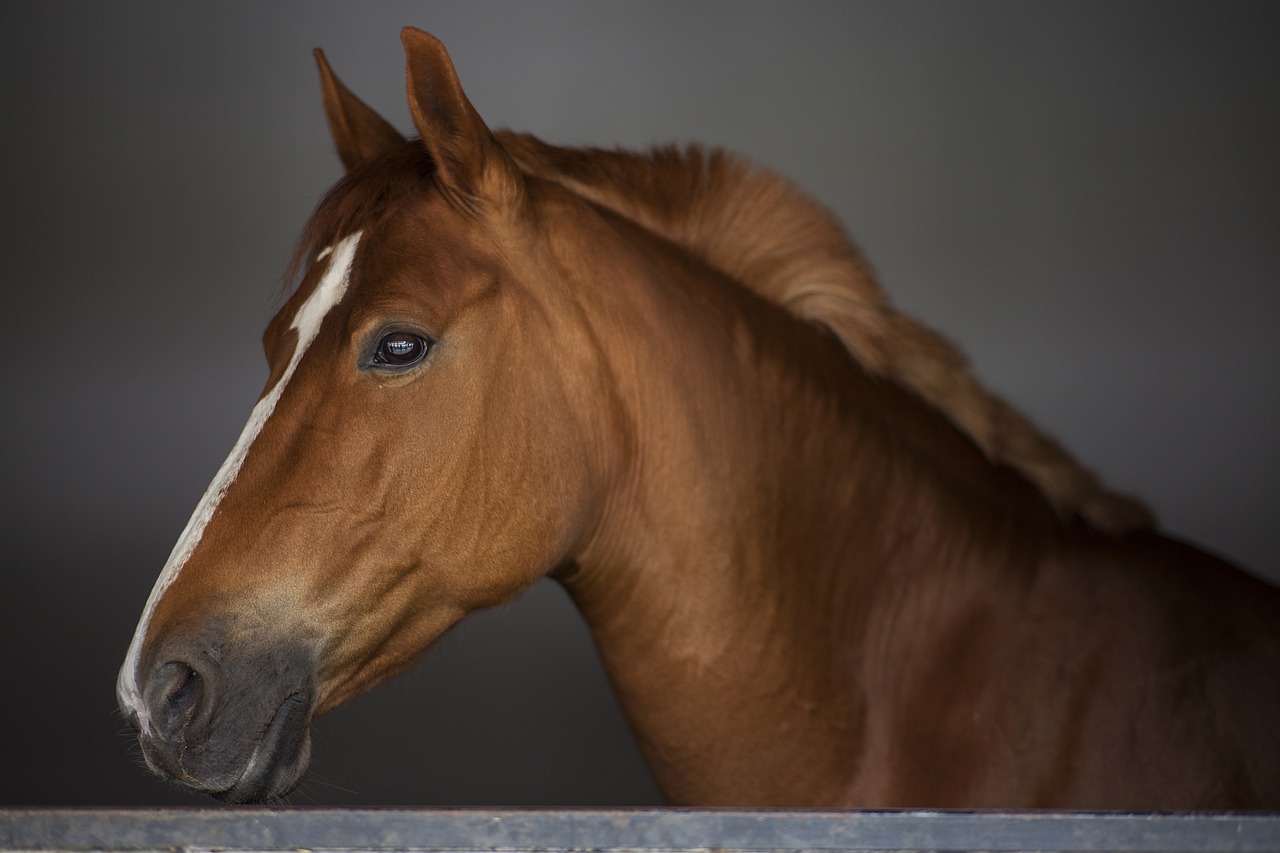 The Thoroughbred: Horse Racing Breeds: What Makes Them Superior?