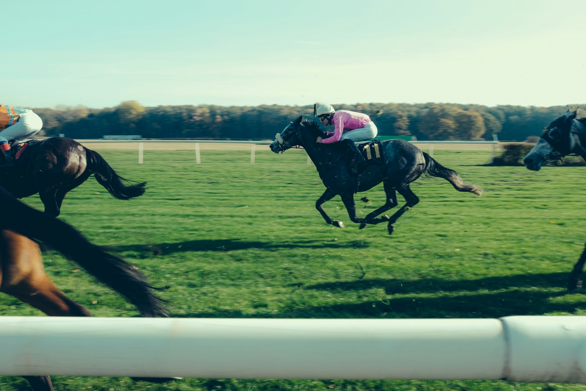 Who are the Biggest Winners from the Cheltenham Races’ History? Image of horses racing on grass