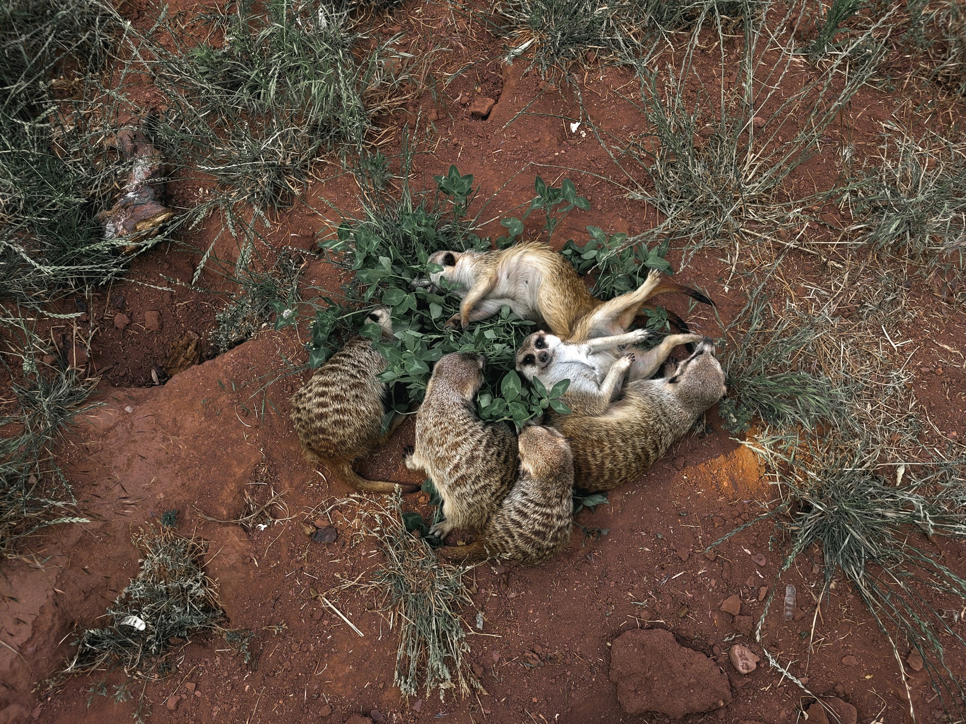 World Organisation for Animal Health image of animals on sand