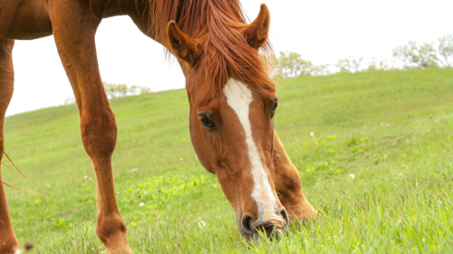 spring worming for horses